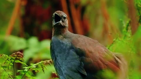 At first the sound was scary, but it turns out this bird has a melodious voice.