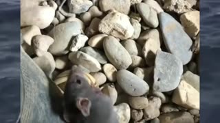 Rat got his nose