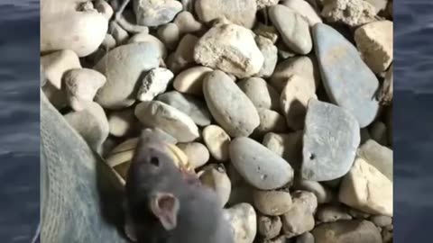 Rat got his nose 