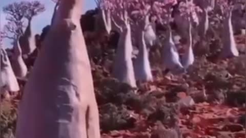 nature