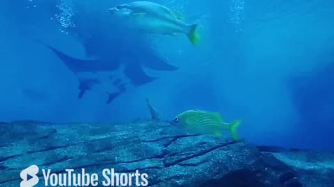 Faded #alanwalker #remix @georgiaaquarium#nature #shark #sealife