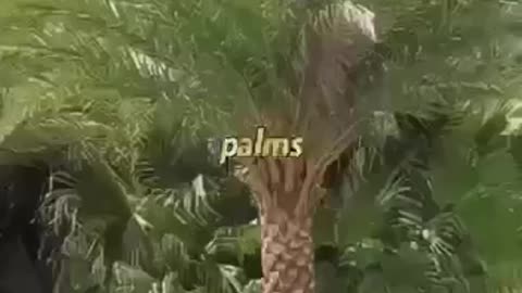 The Trees