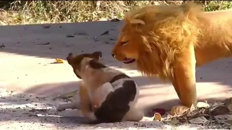 Sleeping Dog's pranks with Lion comedy scenes 🤣 so cute videos 😍 funny videos 🤣