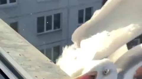 Which Bird Is Goofy?