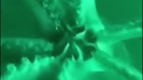 The Humboldt squid is one of the most aggressive creatures in the deep ocean attacking virtually anything