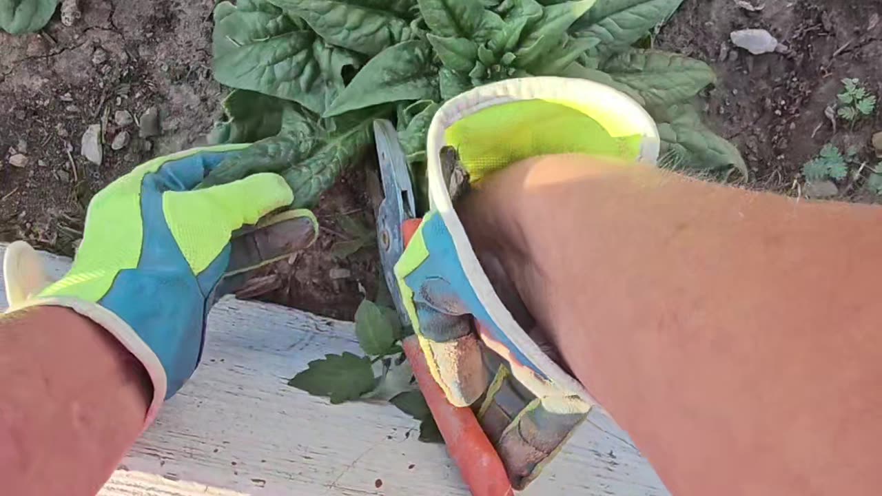Storing Fresh Spinach