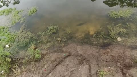 chi la fa l aspetti with live bait tarpon and snook fishing in Florida_part1