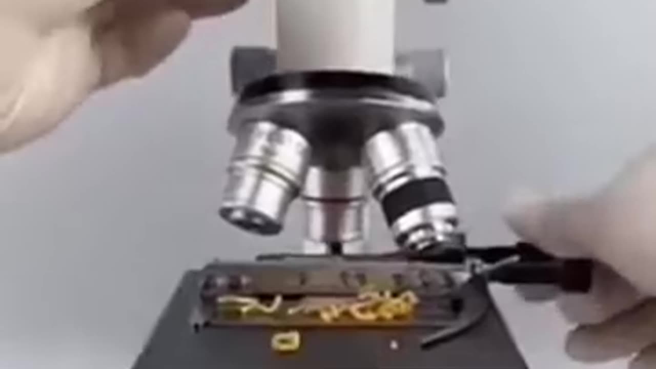 microscope test maggie noodles🔬🤢