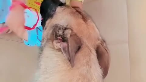 smart 👍 dog