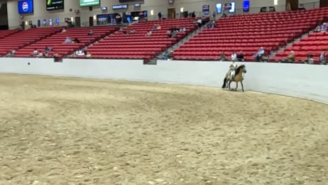 2025 Peruvian Horse Gold Rush Classic in Las Vegas: A 500 year breeding tradition and unique culture