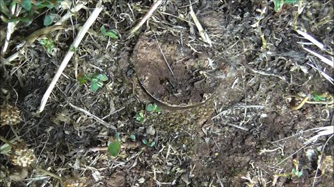 Trapdoor Spider Accommodates All Door Knockers