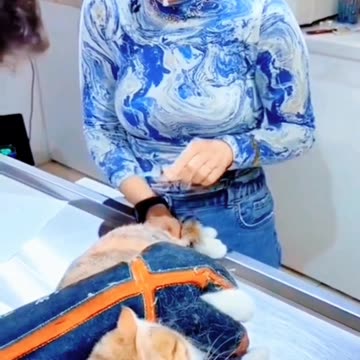 Hilarious Cat Reaction to Injection! You Can't Stop Laughing🙀🙀🤣