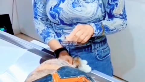 Hilarious Cat Reaction to Injection! You Can't Stop Laughing🙀🙀🤣