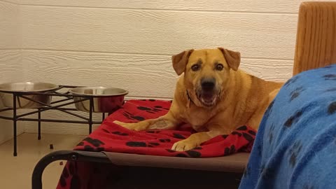 Tango 13y A675549 1st time met she's really groovy@TRN, from kennel 205 harrys haven PACC shelter288