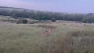 ¡Hacia la libertad!: canguro se escapa de un zoológico en Rusia