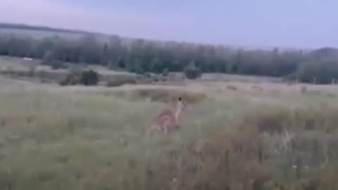 ¡Hacia la libertad!: canguro se escapa de un zoológico en Rusia