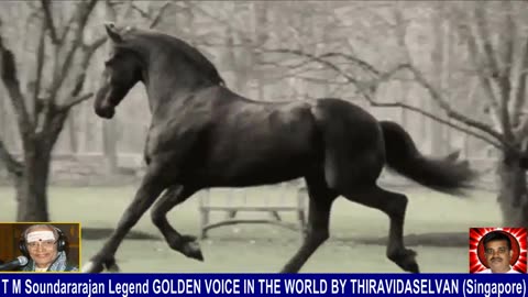 Old Is Gold (evergreen) T M Soundararajan Legend Vol 228 horse song 1,