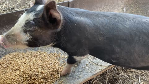 Cute Piglet’s Mealtime Joy at Golden Hill Farm, Rosedale!