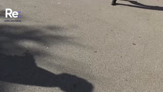 Ученици от район „Илинден“ отбелязаха Деня на народните будители с празнично шествие и водосве