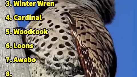 Ranking top 10 best bird sounds in USA #birds #birdsounds