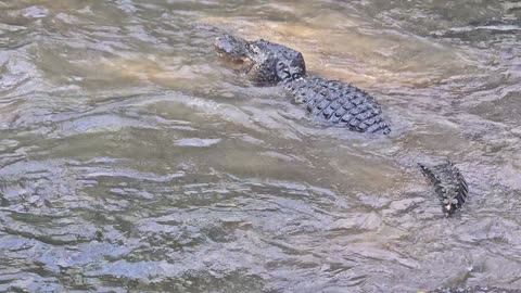 Alligators Bellow and Fight