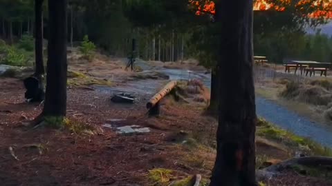 Golden Hour Serenity: Finding Peace in the Forest at Sunset