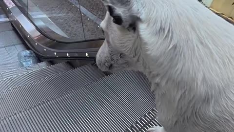 Dog Carries Plastic Bottle Through Mall