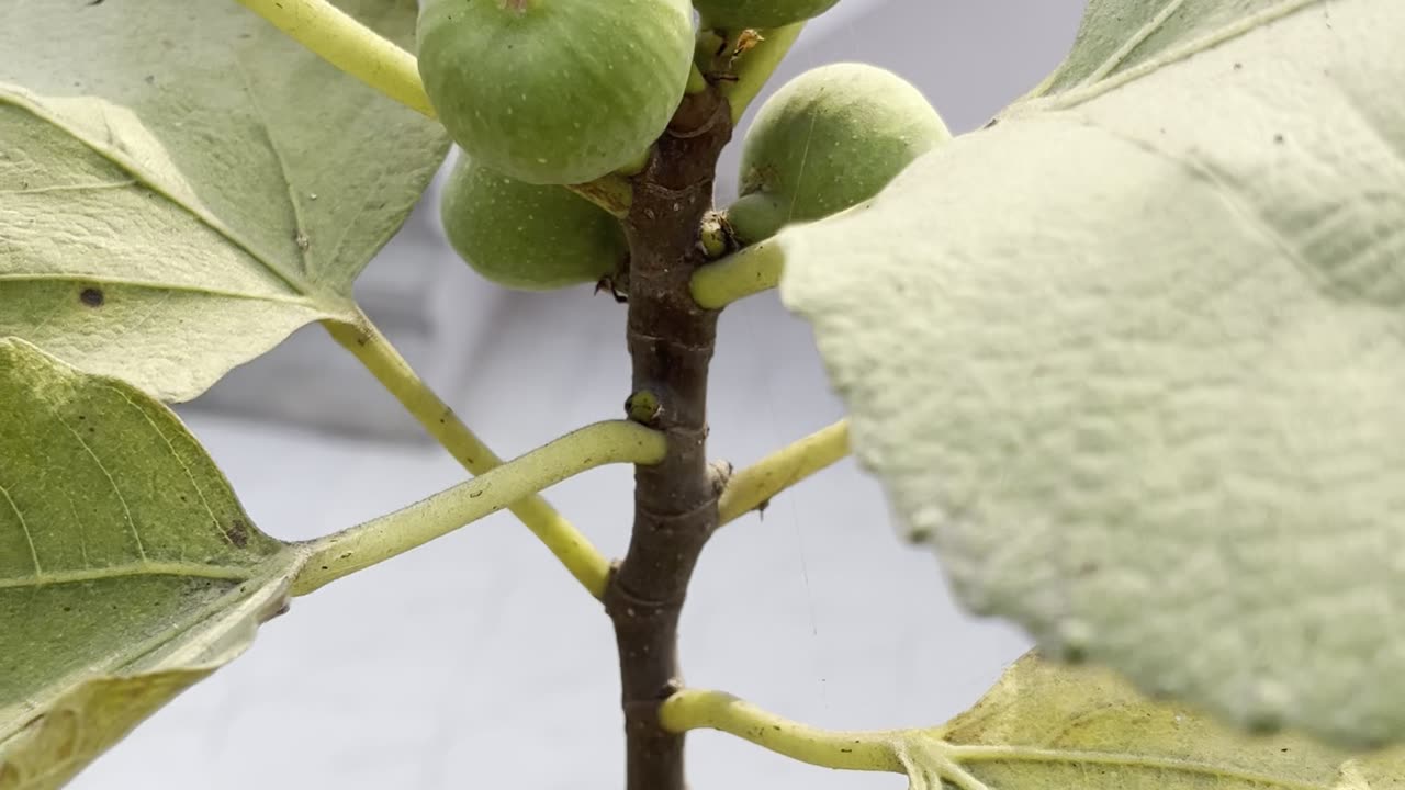 Figs Are Growing Again on My Terrace Plant