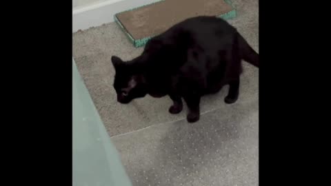 Cute Precious Piper Patrols the Office - My Adopted Shelter Cat Vlog #shorts