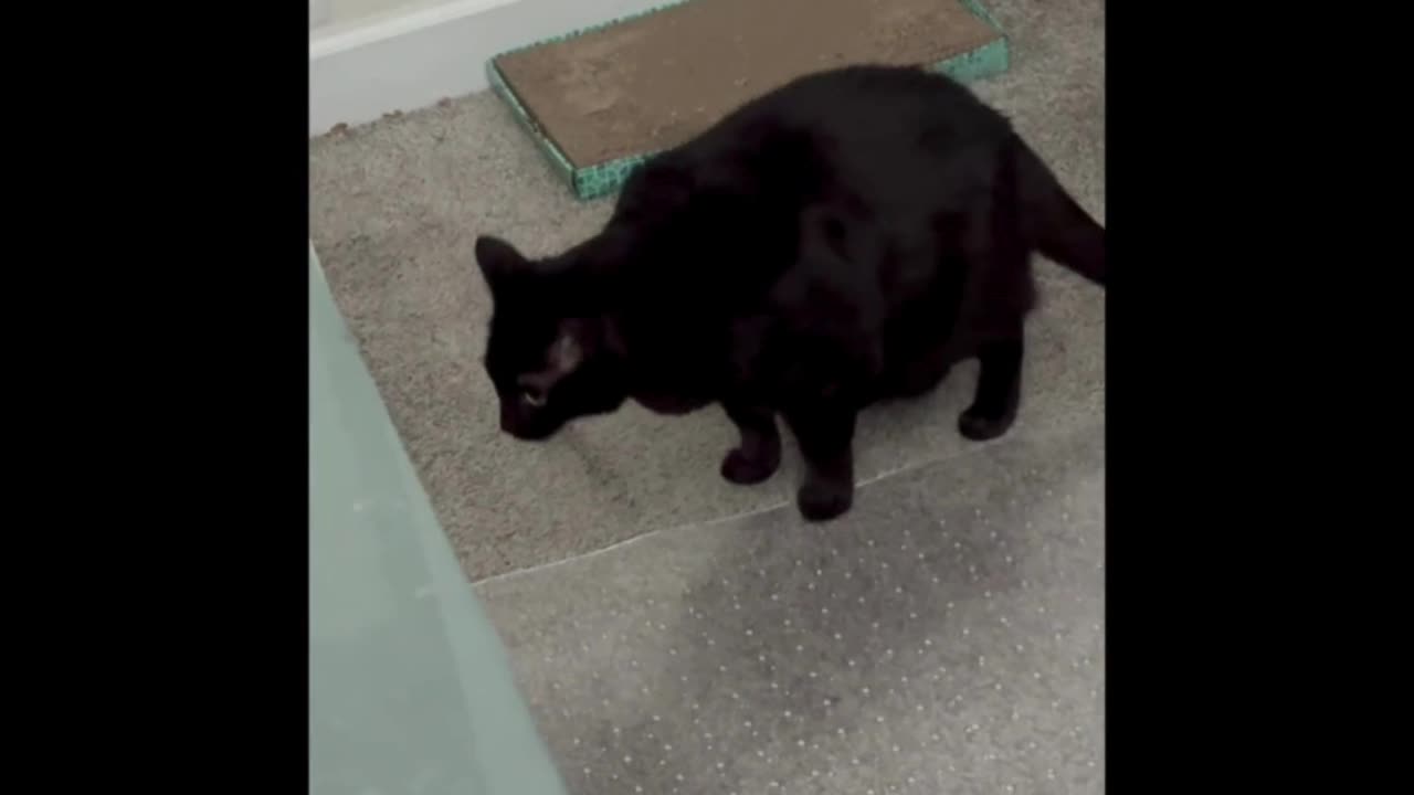 Cute Precious Piper Patrols the Office - My Adopted Shelter Cat Vlog #shorts