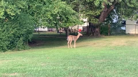 Foraging Spike Buck
