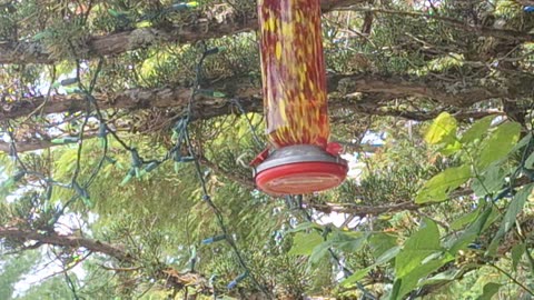A humming bird drinking