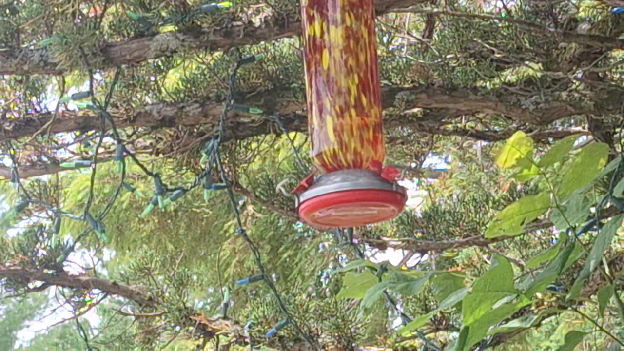 A humming bird