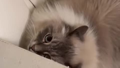 Miss Psycho Cat