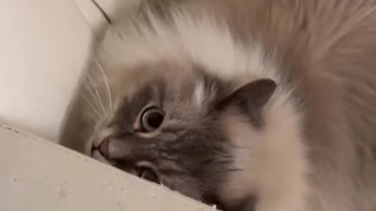 Miss Psycho Cat