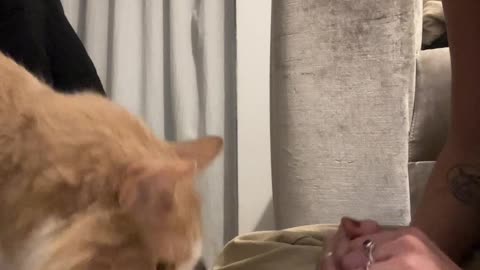 Cat Learns To Scratch By Copying Owner