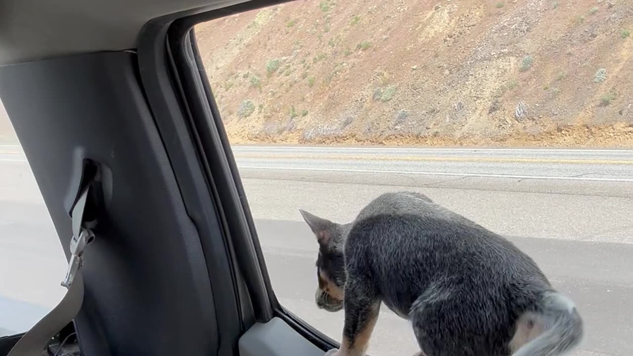Curious Puppy Falls Out Of Parked Car Window