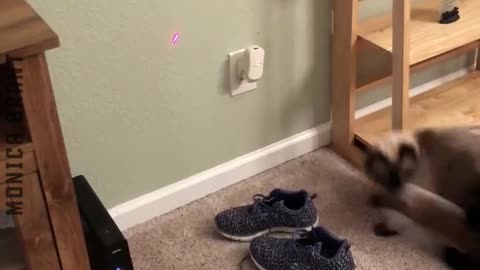 Most epic Cat falls