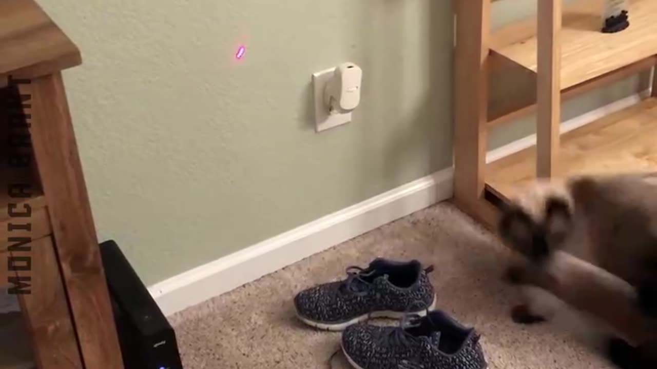 Most epic Cat falls