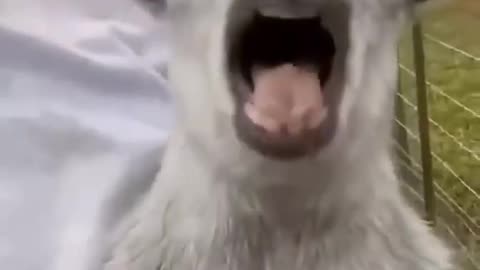 2025's Funniest Animal Moments 🐶🤣 | You Won’t Believe