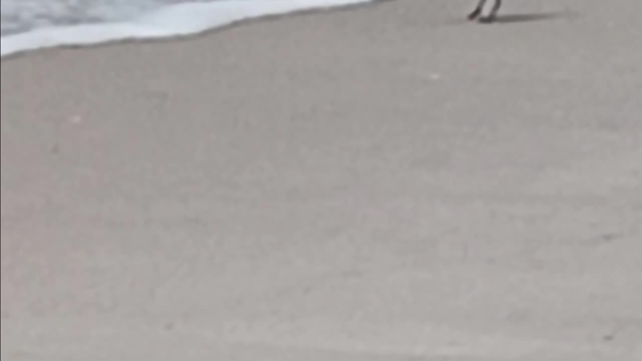 Is this an oystercatcher or a turn