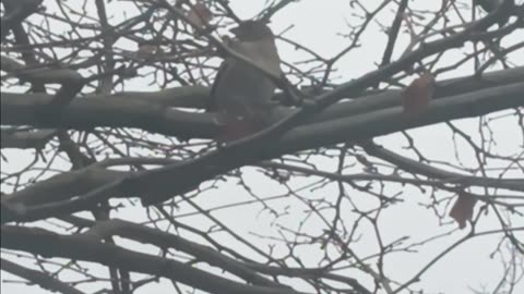 Sparrow bird