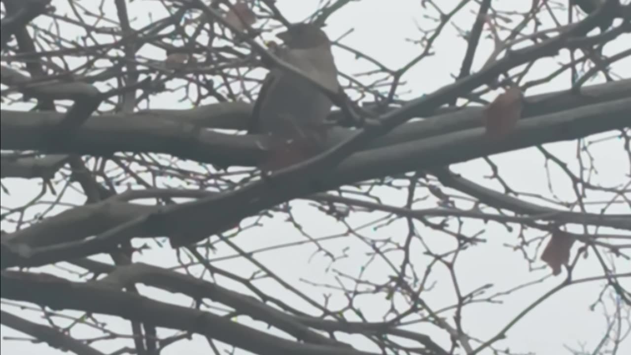 Sparrow bird
