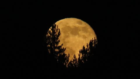 Trey Wolf - Under the Moonlight