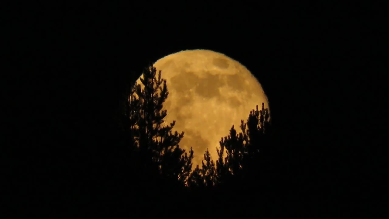 Trey Wolf - Under the Moonlight