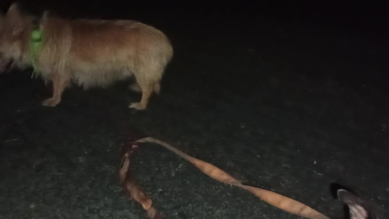 Kiko Paco doggie walk rest area. Kiko keeps moving like a shark 2 help lungs produce oxygen202591583