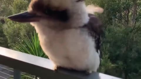 Relax With These Animals 🐱🧘 | You’ll Laugh & Melt