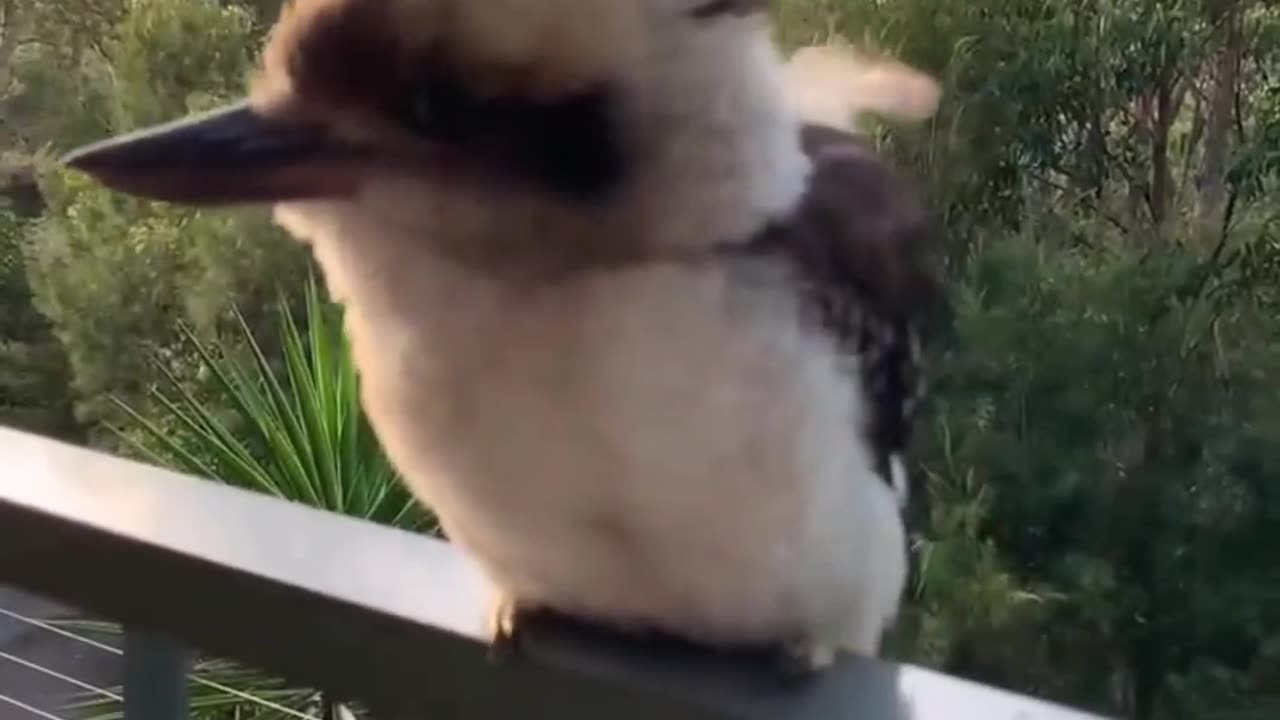 Relax With These Animals 🐱🧘 | You’ll Laugh & Melt