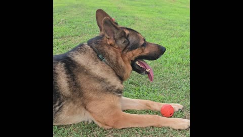 Virgil the sable.
