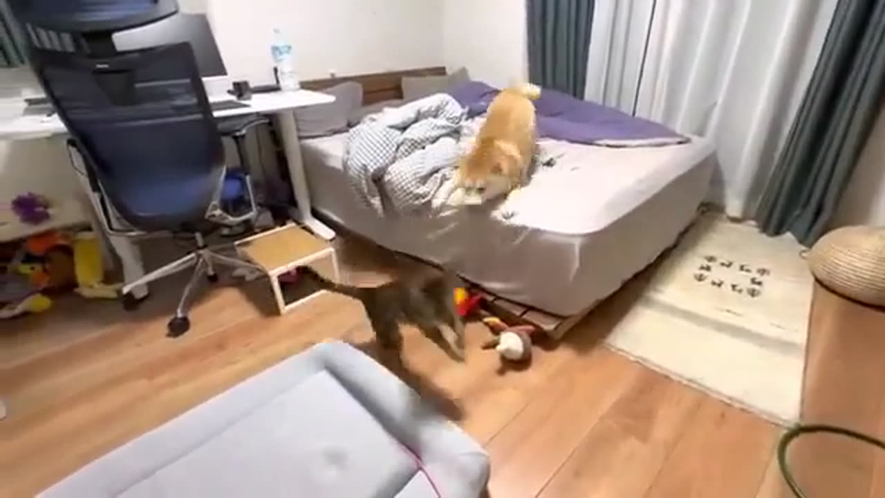 Excellent Funny Fighting at Home